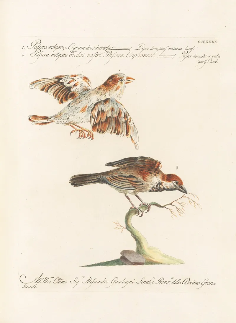 Ornithologia Methodice Digesta Pl 322 Wall Art by Saverio Manetti - High-Resolution Digital Print