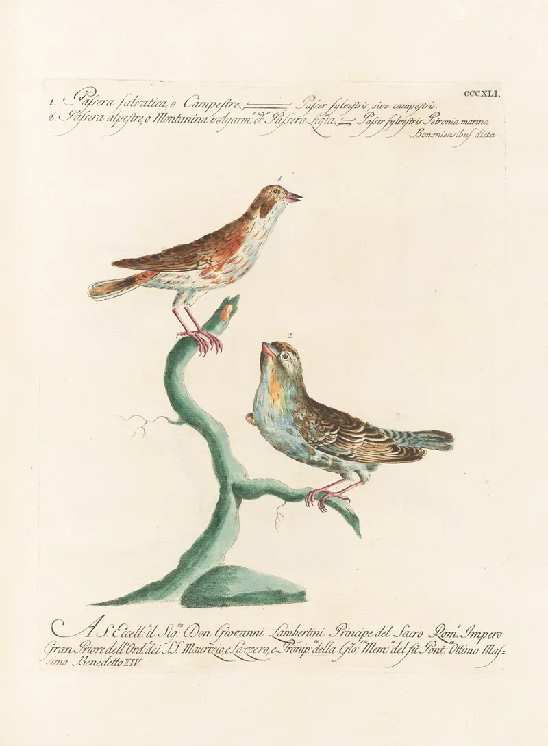 Ornithologia Methodice Digesta Pl 323 Wall Art by Saverio Manetti - High-Resolution Digital Print