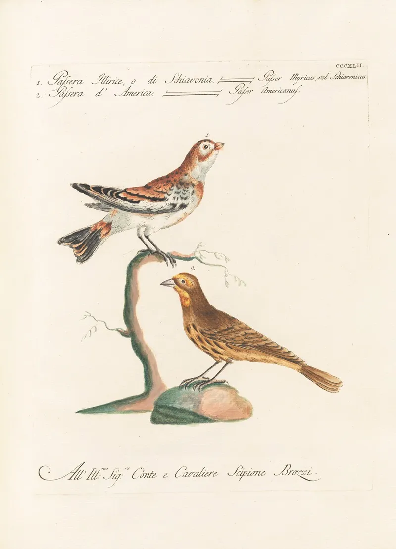 Ornithologia Methodice Digesta Pl 324 Wall Art by Saverio Manetti - High-Resolution Digital Print