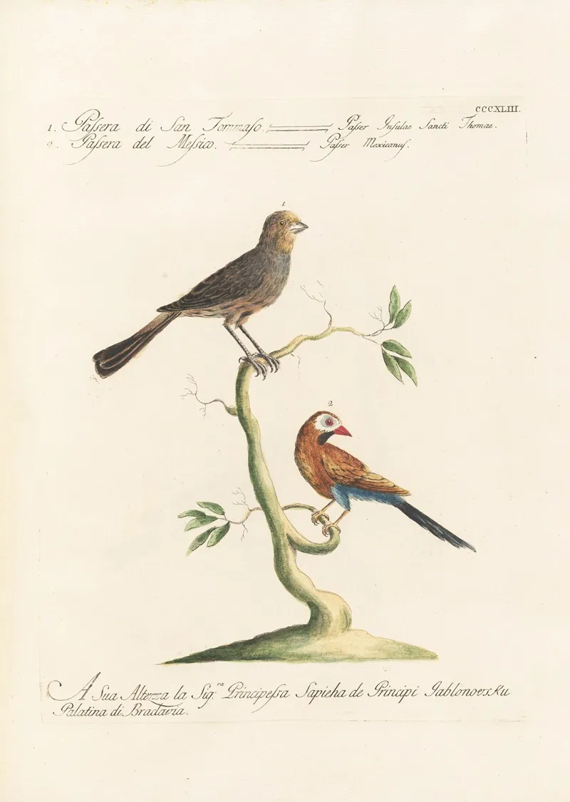 Ornithologia Methodice Digesta Pl 325 Wall Art by Saverio Manetti - High-Resolution Digital Print