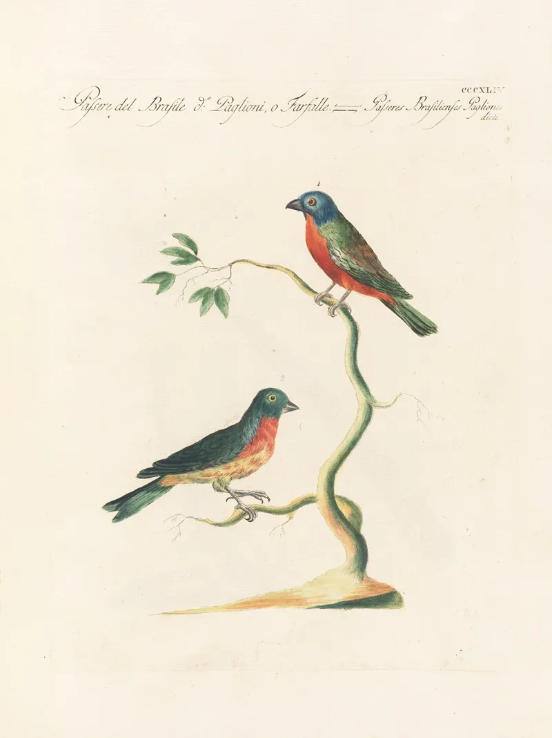 Ornithologia Methodice Digesta Pl 326 Wall Art by Saverio Manetti - High-Resolution Digital Print