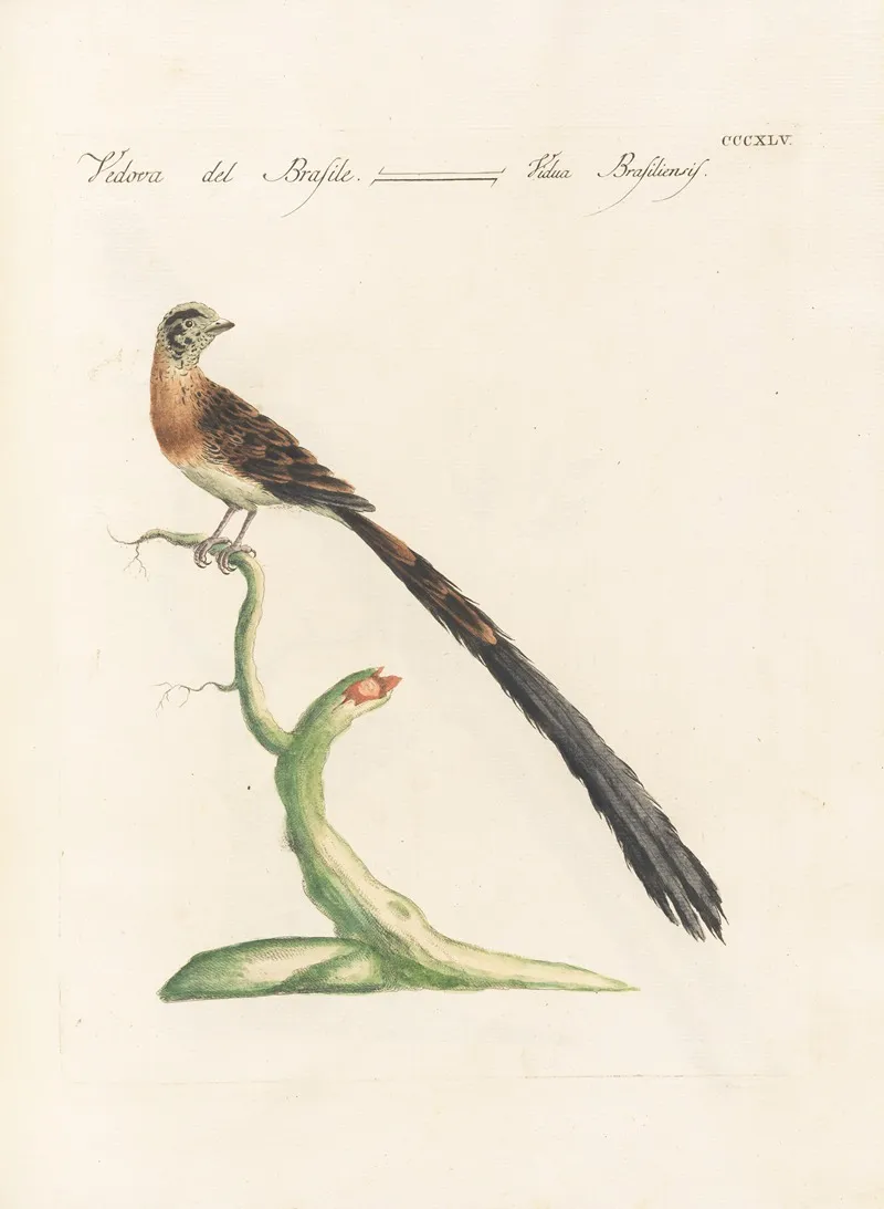 Ornithologia Methodice Digesta Pl 327 Wall Art by Saverio Manetti - High-Resolution Digital Print