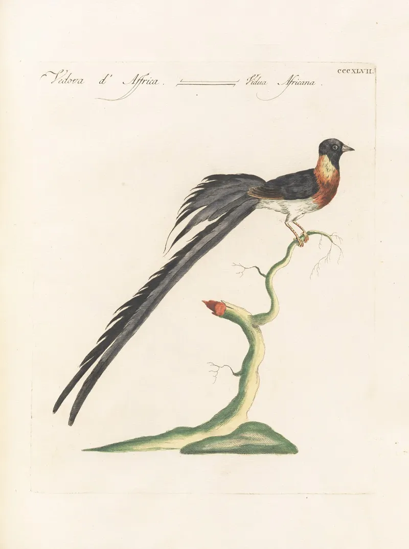 Ornithologia Methodice Digesta Pl 329 Wall Art by Saverio Manetti - High-Resolution Digital Print
