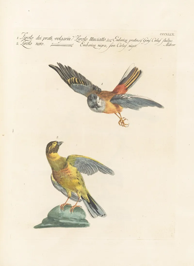 Ornithologia Methodice Digesta Pl 331 Wall Art by Saverio Manetti - High-Resolution Digital Print