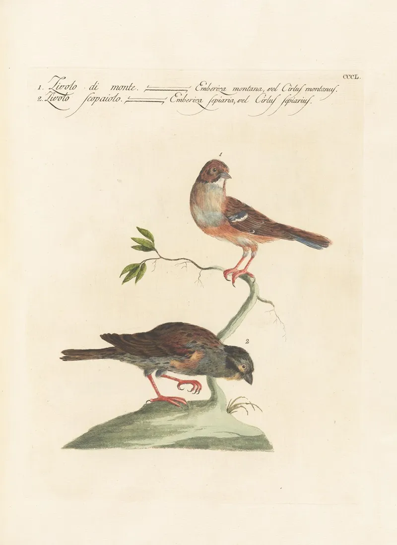 Ornithologia Methodice Digesta Pl 332 Wall Art by Saverio Manetti - High-Resolution Digital Print
