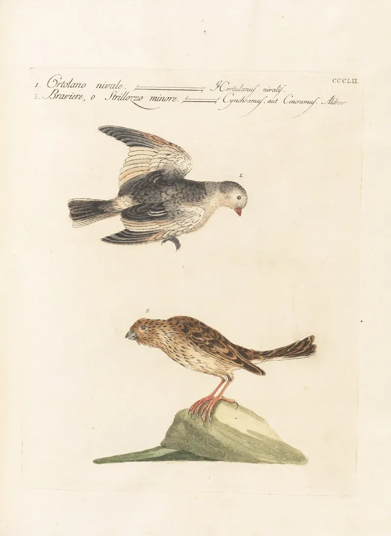 Ornithologia Methodice Digesta Pl 334 Wall Art by Saverio Manetti - High-Resolution Digital Print