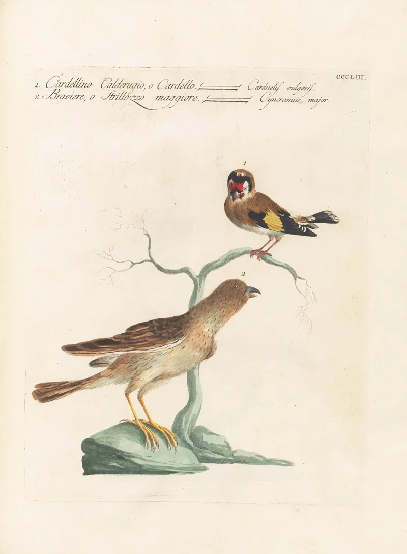 Ornithologia Methodice Digesta Pl 335 Wall Art by Saverio Manetti - High-Resolution Digital Print