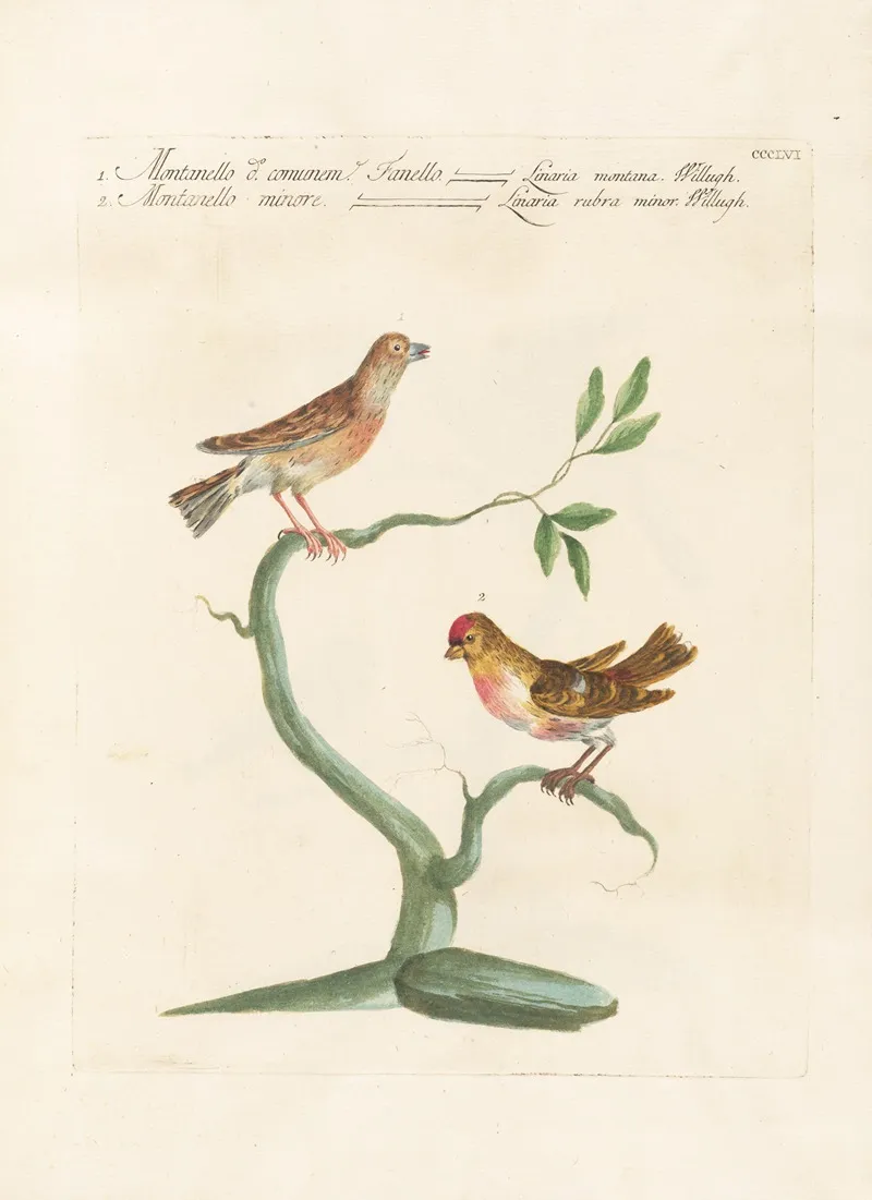 Ornithologia Methodice Digesta Pl 338 Wall Art by Saverio Manetti - High-Resolution Digital Print