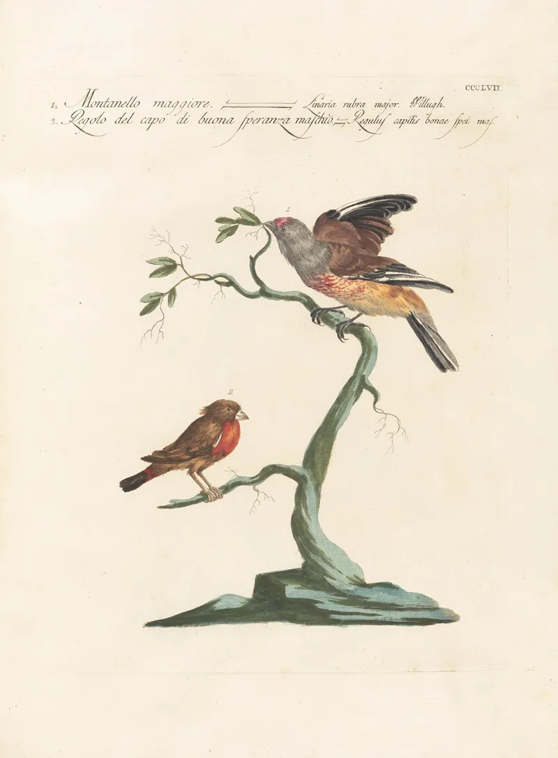 Ornithologia Methodice Digesta Pl 339 Wall Art by Saverio Manetti - High-Resolution Digital Print
