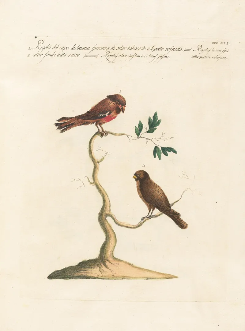 Ornithologia Methodice Digesta Pl 340 Wall Art by Saverio Manetti - High-Resolution Digital Print