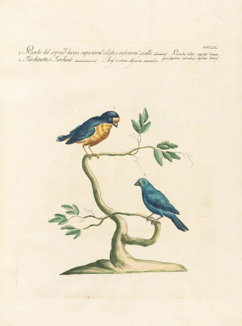 Ornithologia Methodice Digesta Pl 341 Wall Art by Saverio Manetti - High-Resolution Digital Print