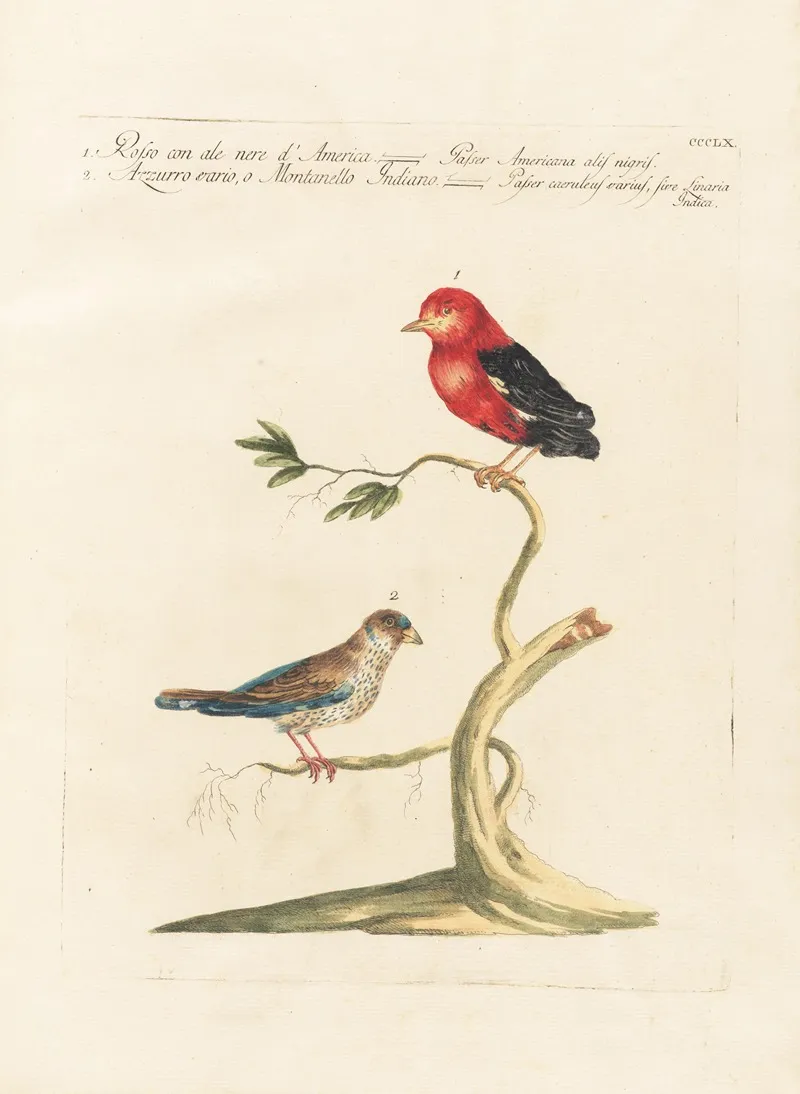 Ornithologia Methodice Digesta Pl 342 Wall Art by Saverio Manetti - High-Resolution Digital Print