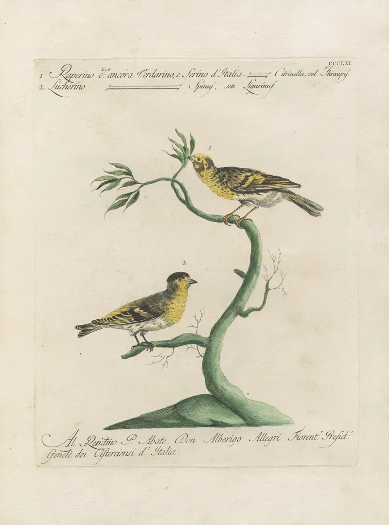 Ornithologia Methodice Digesta Pl 343 Wall Art by Saverio Manetti - High-Resolution Digital Print