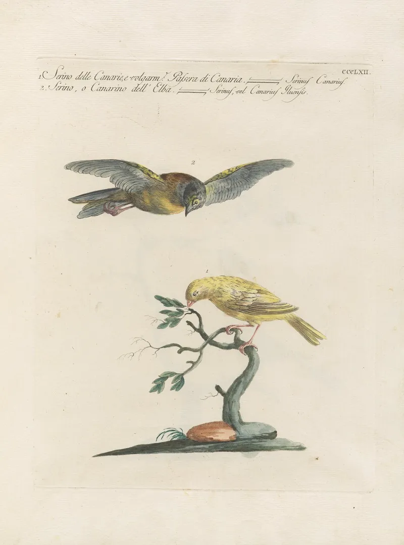 Ornithologia Methodice Digesta Pl 344 Wall Art by Saverio Manetti - High-Resolution Digital Print