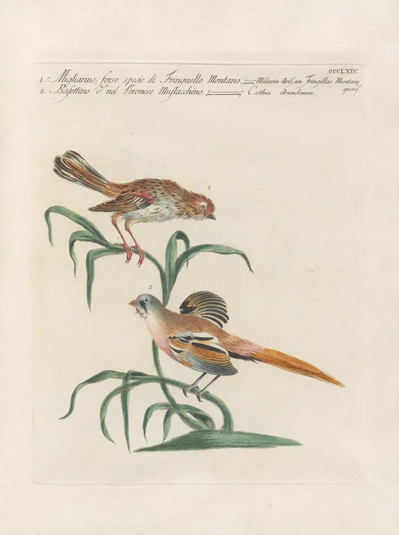 Ornithologia Methodice Digesta Pl 346 Wall Art by Saverio Manetti - High-Resolution Digital Print