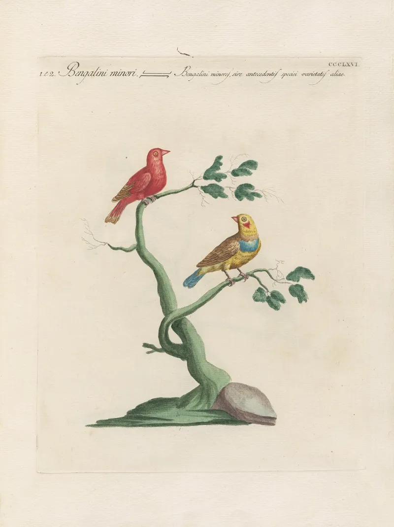Ornithologia Methodice Digesta Pl 348 Wall Art by Saverio Manetti - High-Resolution Digital Print