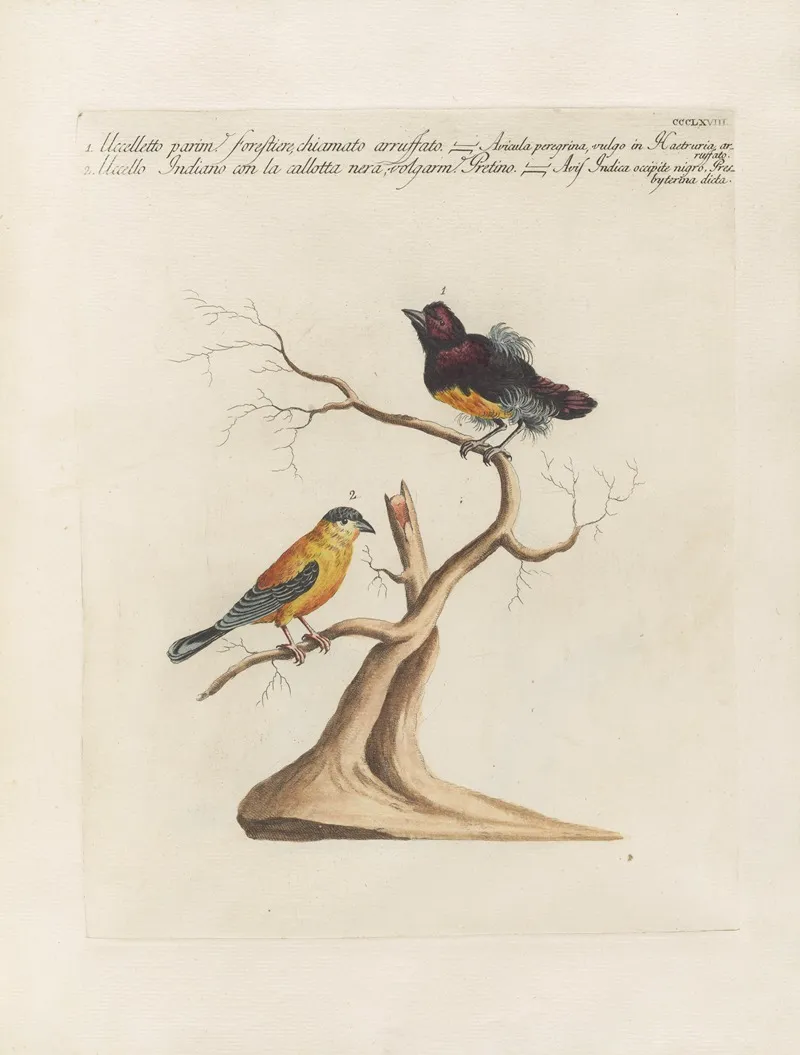 Ornithologia Methodice Digesta Pl 350 Wall Art by Saverio Manetti - High-Resolution Digital Print