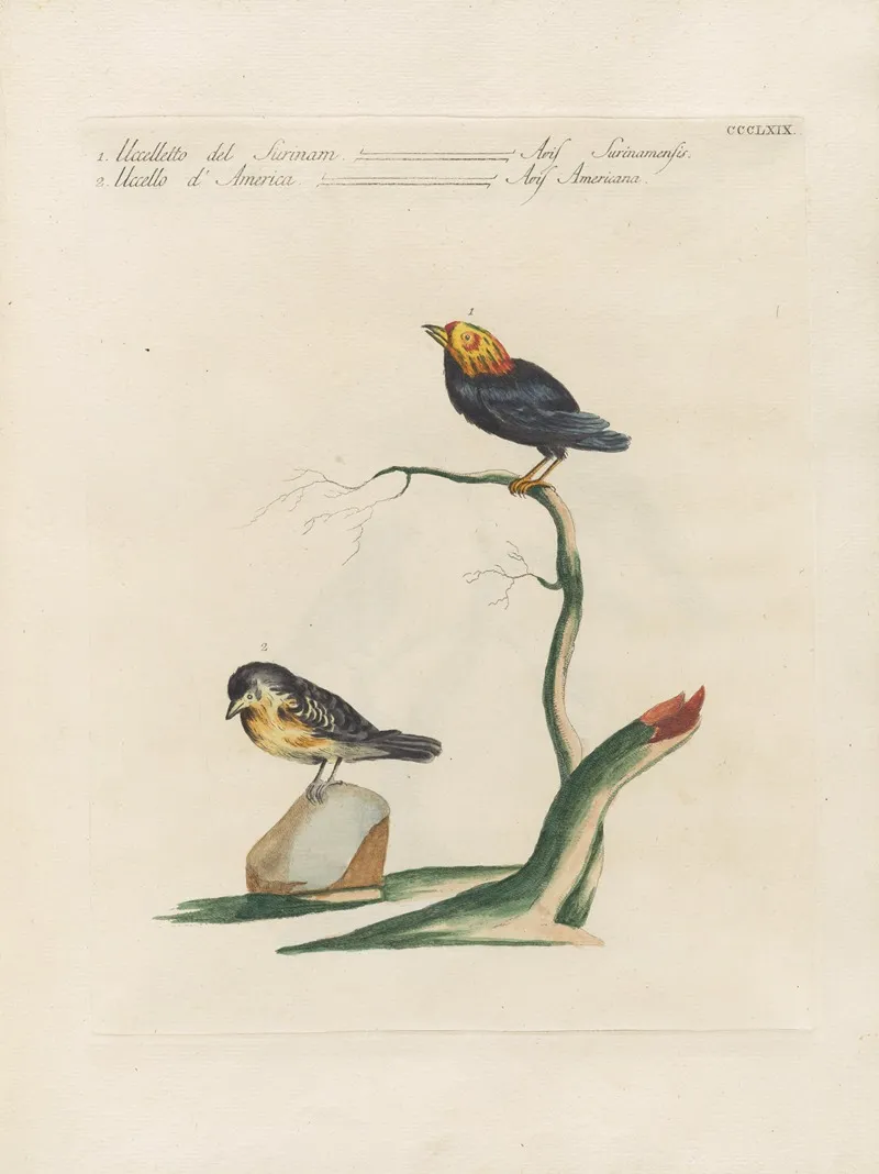 Ornithologia Methodice Digesta Pl 351 Wall Art by Saverio Manetti - High-Resolution Digital Print
