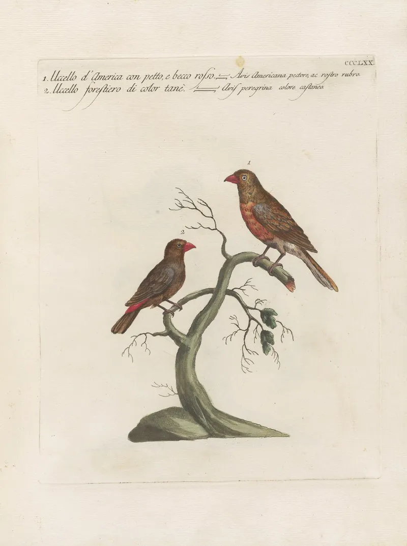 Ornithologia Methodice Digesta Pl 352 Wall Art by Saverio Manetti - High-Resolution Digital Print