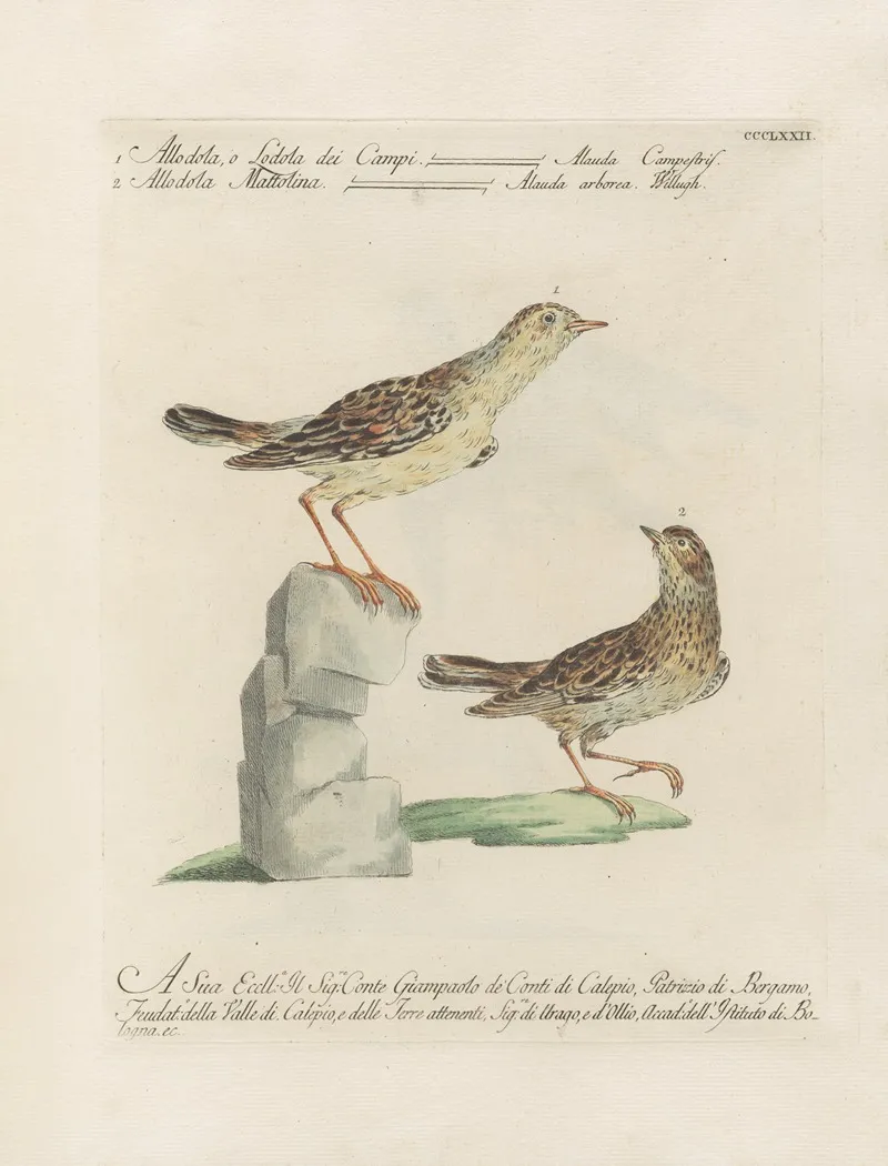 Ornithologia Methodice Digesta Pl 354 Wall Art by Saverio Manetti - High-Resolution Digital Print