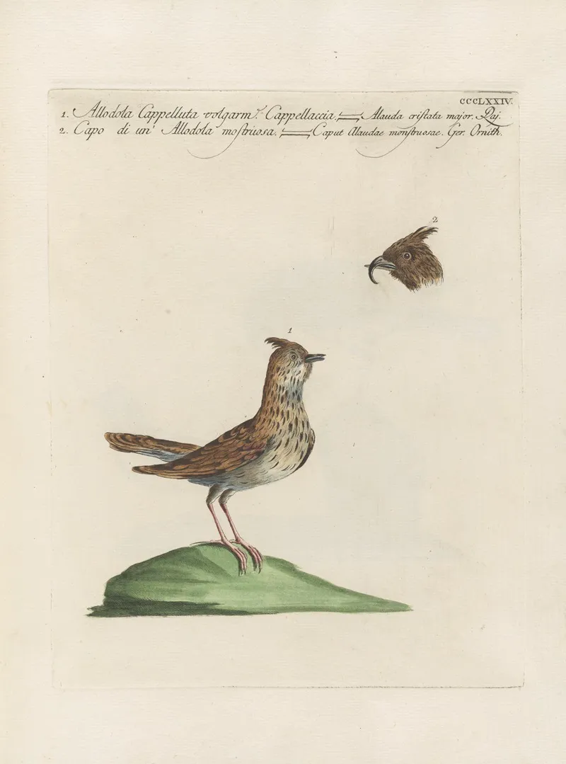 Ornithologia Methodice Digesta Pl 356 Wall Art by Saverio Manetti - High-Resolution Digital Print