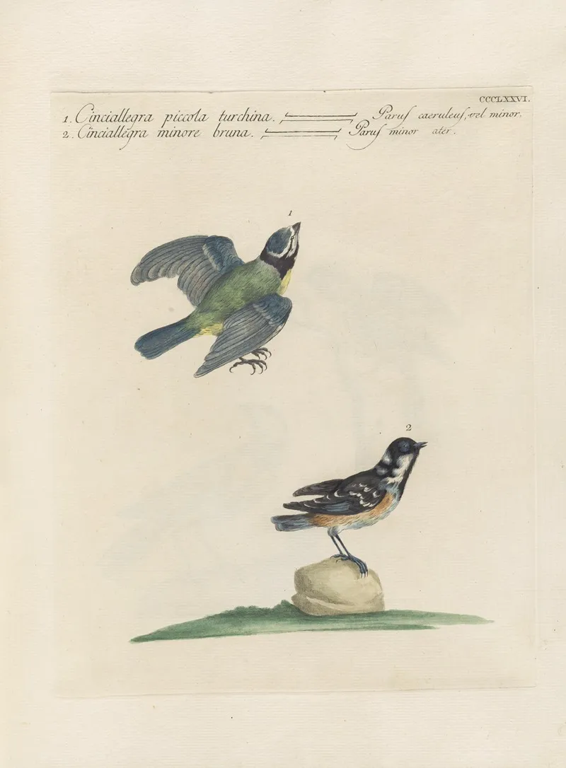 Ornithologia Methodice Digesta Pl 358 Wall Art by Saverio Manetti - High-Resolution Digital Print