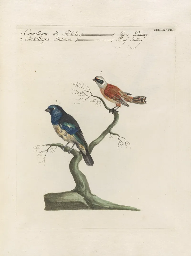 Ornithologia Methodice Digesta Pl 360 Wall Art by Saverio Manetti - High-Resolution Digital Print
