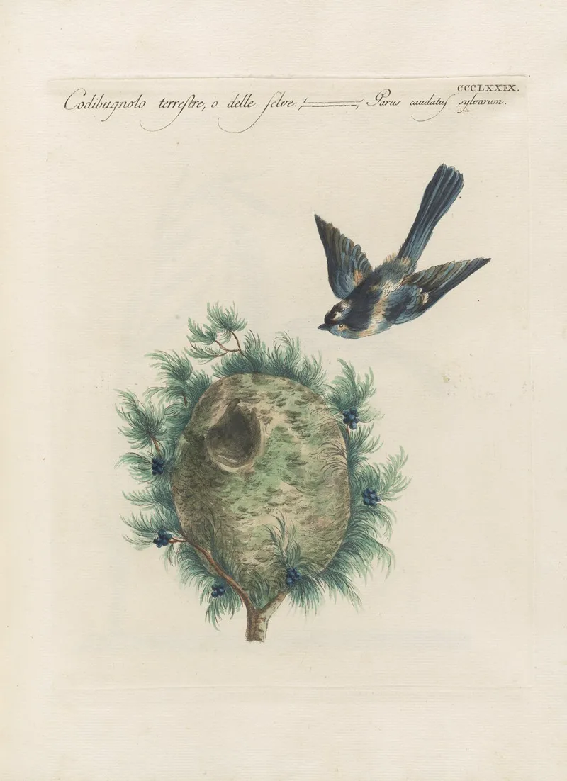 Ornithologia Methodice Digesta Pl 361 Wall Art by Saverio Manetti - High-Resolution Digital Print