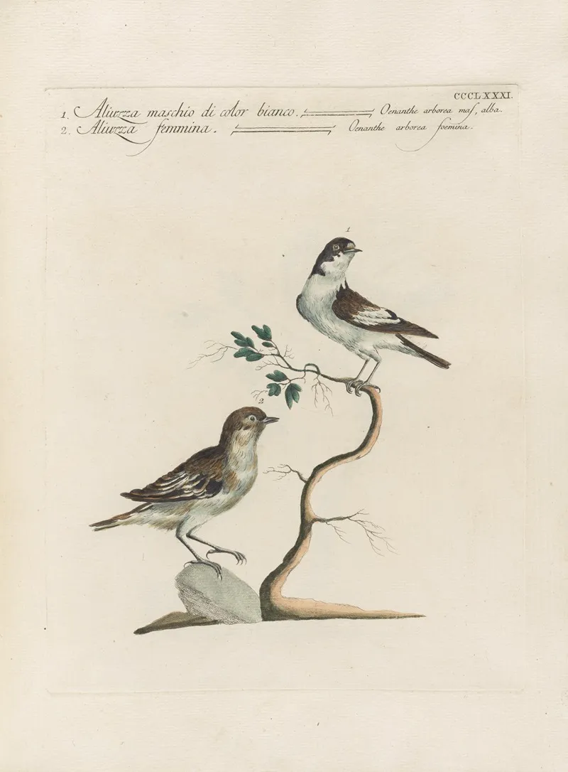 Ornithologia Methodice Digesta Pl 363 Wall Art by Saverio Manetti - High-Resolution Digital Print
