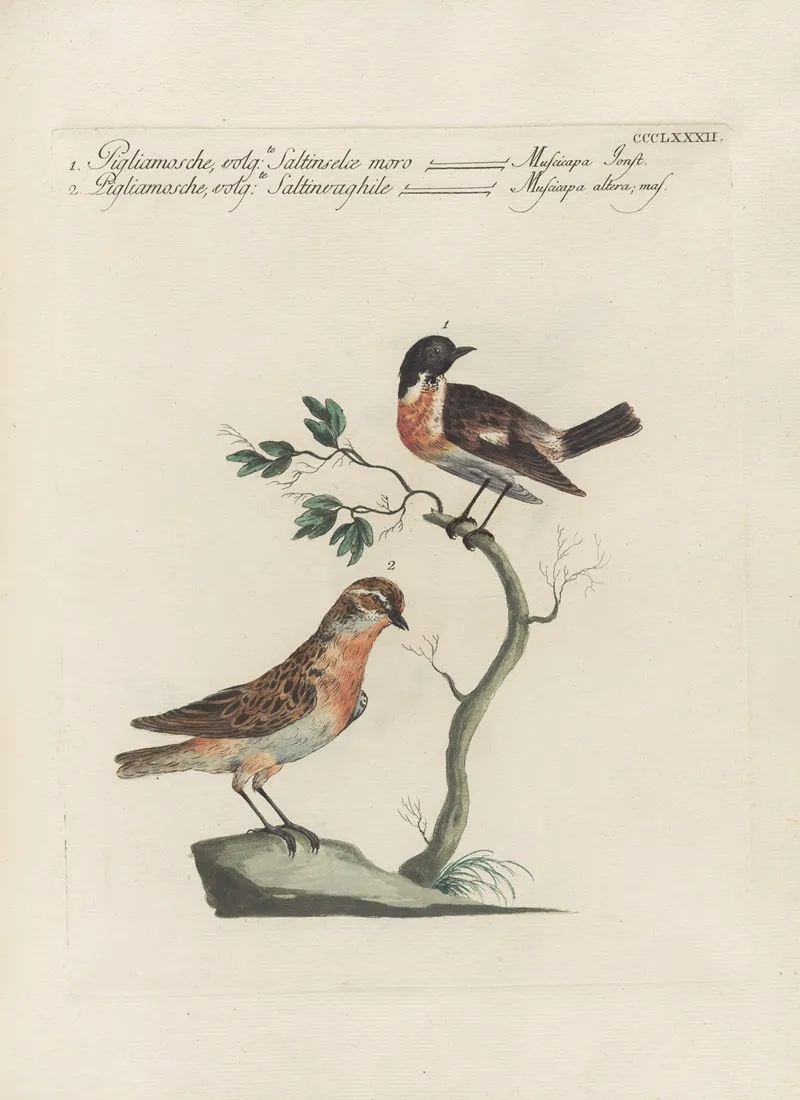 Ornithologia Methodice Digesta Pl 364 Wall Art by Saverio Manetti - High-Resolution Digital Print