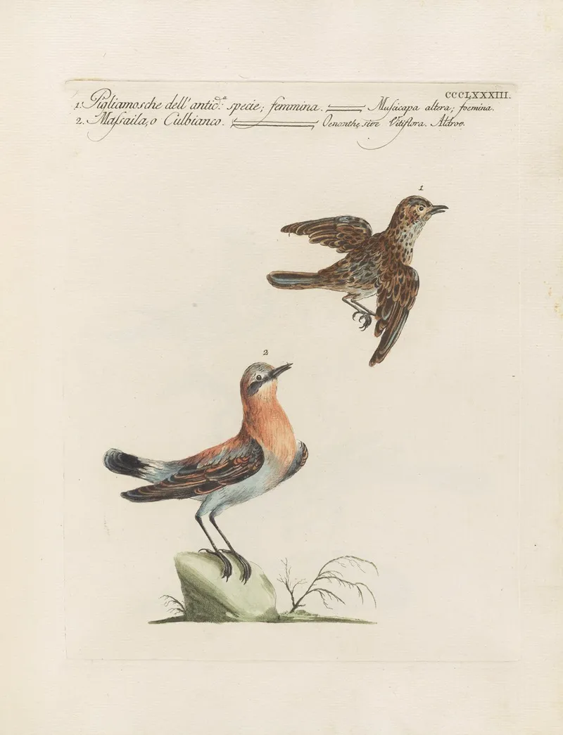Ornithologia Methodice Digesta Pl 365 Wall Art by Saverio Manetti - High-Resolution Digital Print