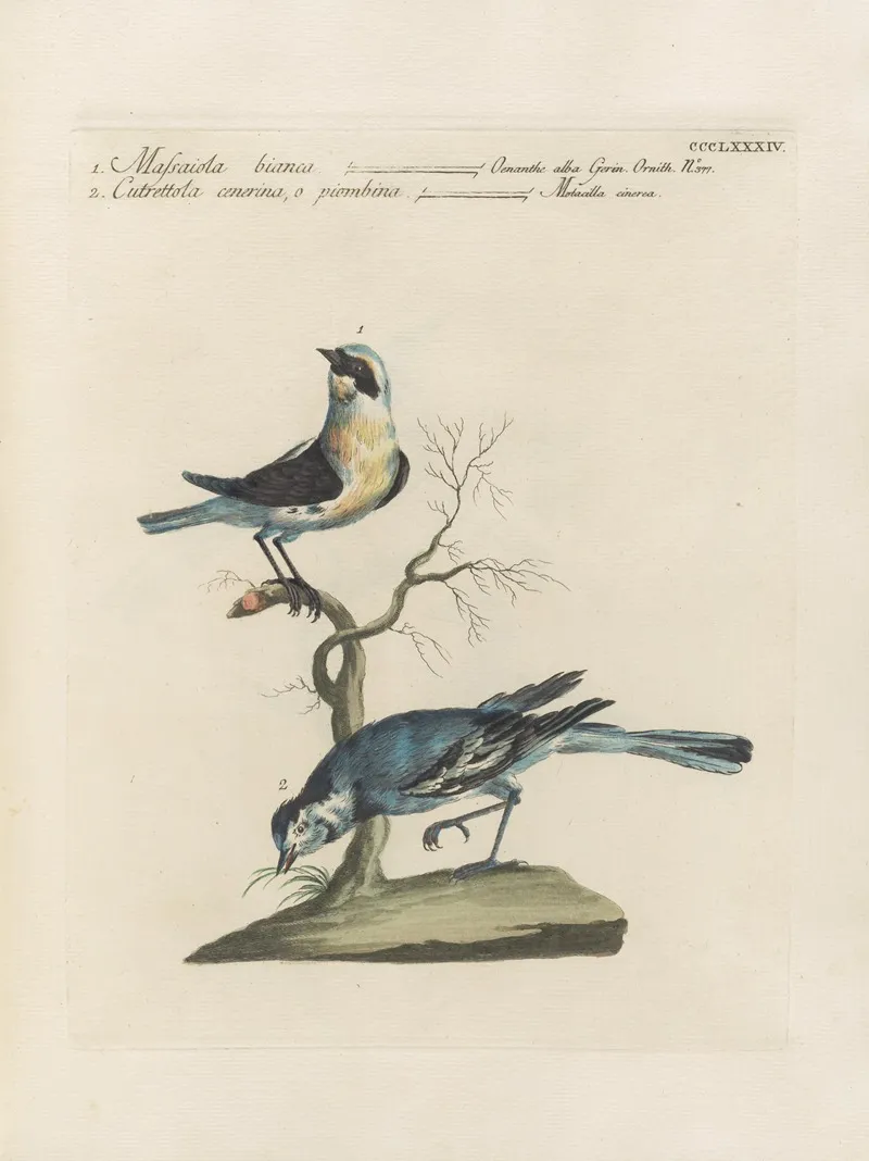 Ornithologia Methodice Digesta Pl 366 Wall Art by Saverio Manetti - High-Resolution Digital Print