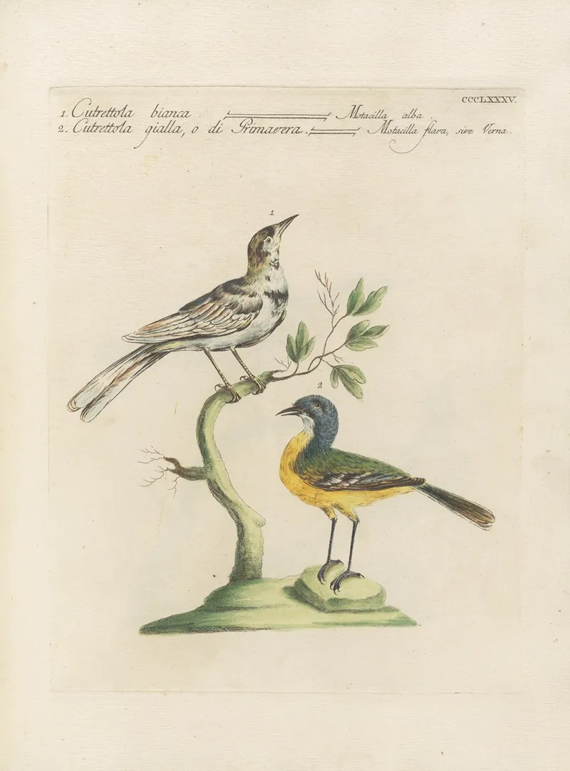 Ornithologia Methodice Digesta Pl 367 Wall Art by Saverio Manetti - High-Resolution Digital Print