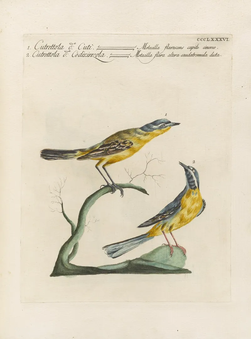 Ornithologia Methodice Digesta Pl 368 Wall Art by Saverio Manetti - High-Resolution Digital Print