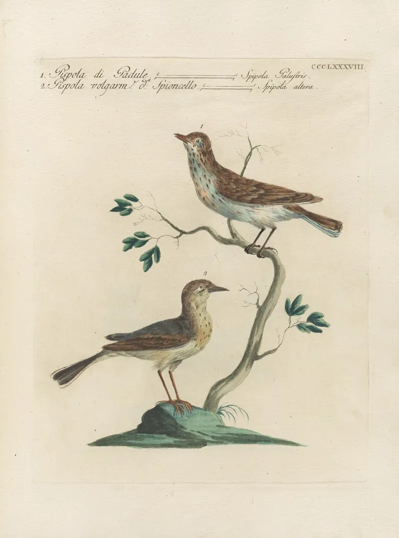 Ornithologia Methodice Digesta Pl 370 Wall Art by Saverio Manetti - High-Resolution Digital Print