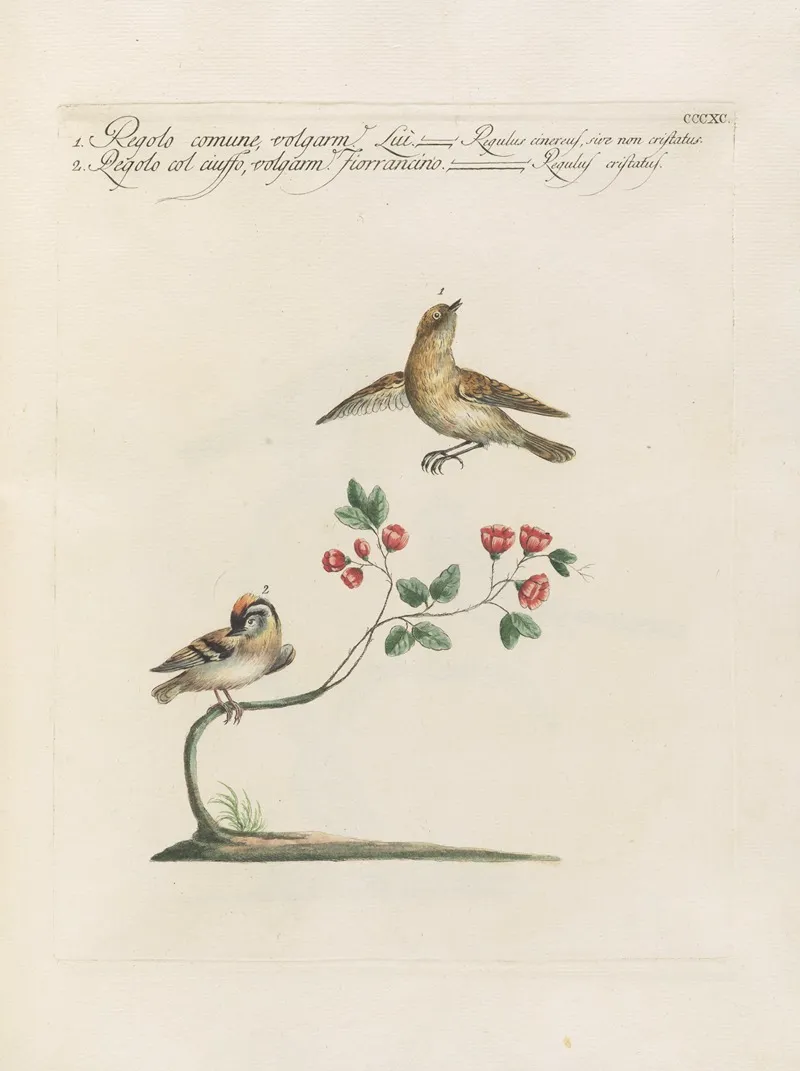 Ornithologia Methodice Digesta Pl 372 Wall Art by Saverio Manetti - High-Resolution Digital Print
