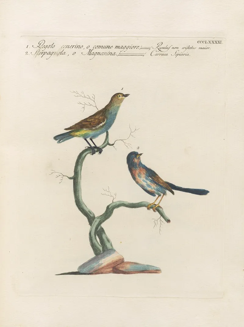 Ornithologia Methodice Digesta Pl 373 Wall Art by Saverio Manetti - High-Resolution Digital Print