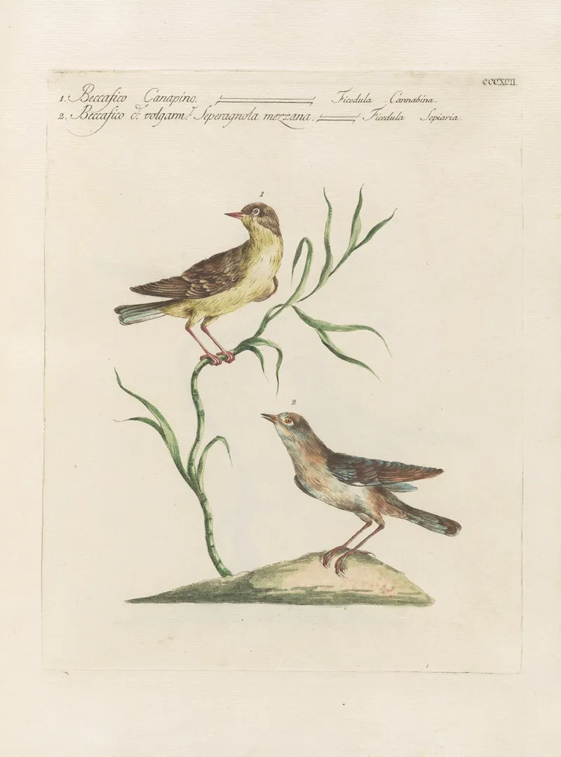 Ornithologia Methodice Digesta Pl 374 Wall Art by Saverio Manetti - High-Resolution Digital Print