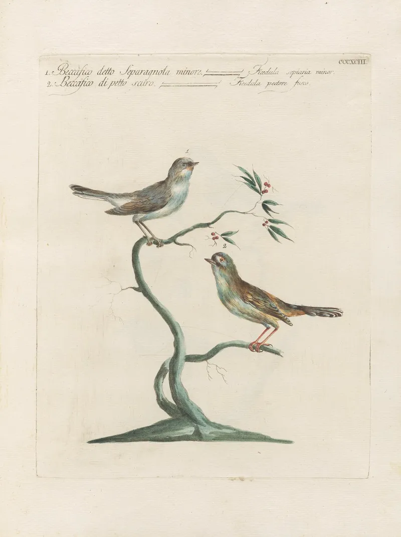 Ornithologia Methodice Digesta Pl 375 Wall Art by Saverio Manetti - High-Resolution Digital Print