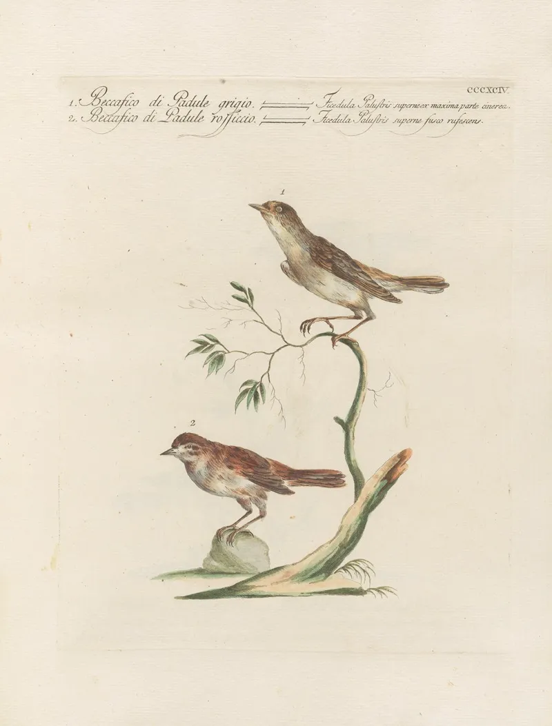 Ornithologia Methodice Digesta Pl 376 Wall Art by Saverio Manetti - High-Resolution Digital Print