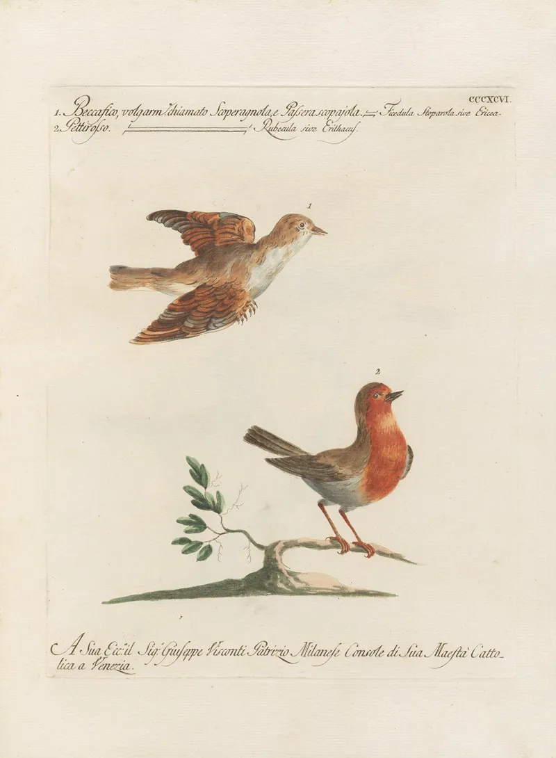Ornithologia Methodice Digesta Pl 378 Wall Art by Saverio Manetti - High-Resolution Digital Print