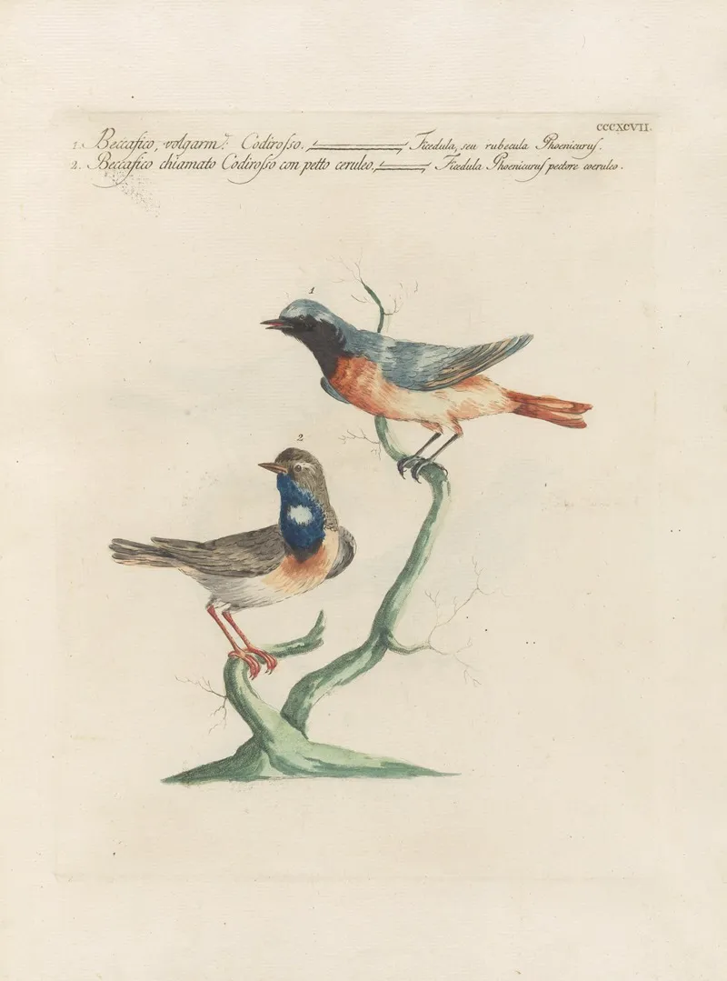 Ornithologia Methodice Digesta Pl 379 Wall Art by Saverio Manetti - High-Resolution Digital Print