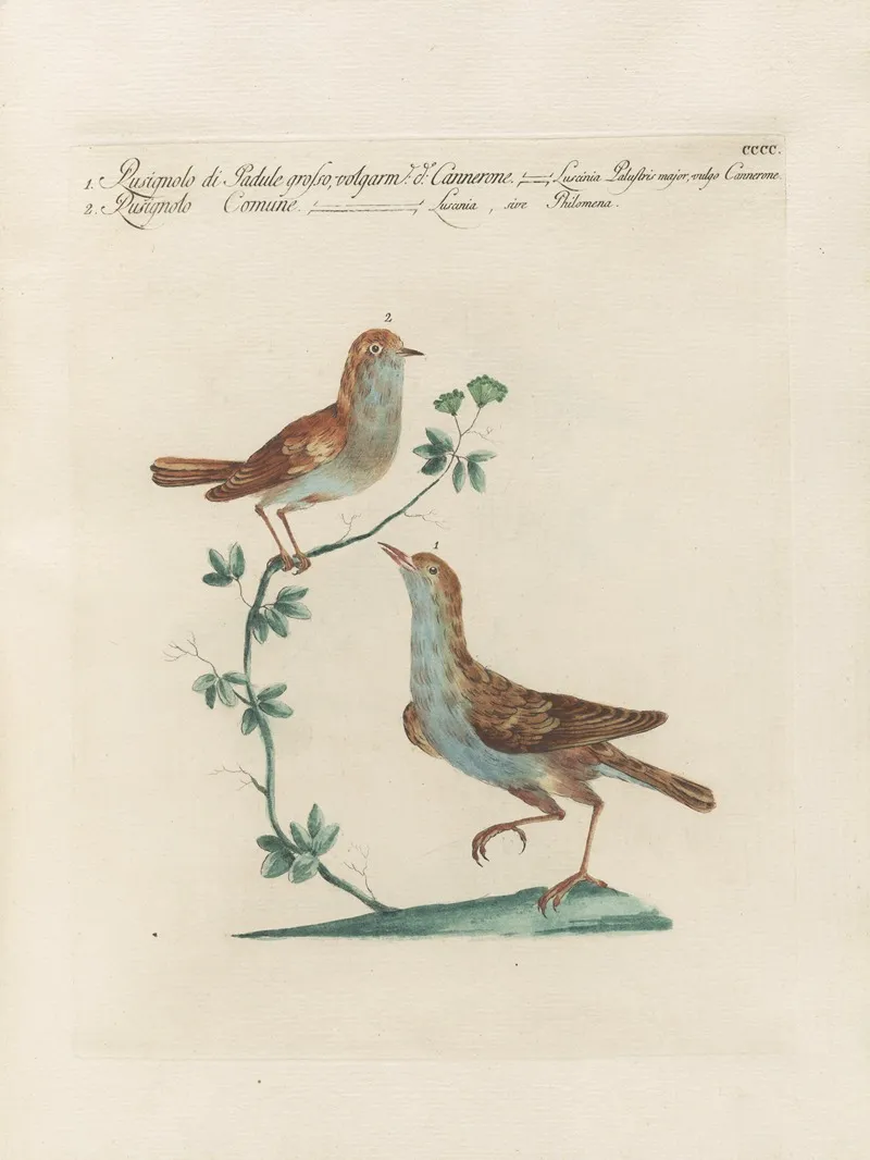 Ornithologia Methodice Digesta Pl 382 Wall Art by Saverio Manetti - High-Resolution Digital Print