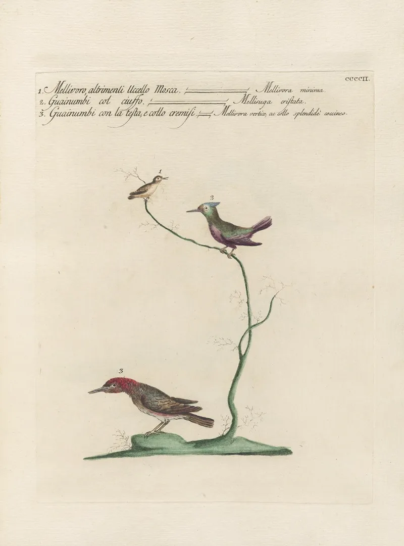 Ornithologia Methodice Digesta Pl 384 Wall Art by Saverio Manetti - High-Resolution Digital Print