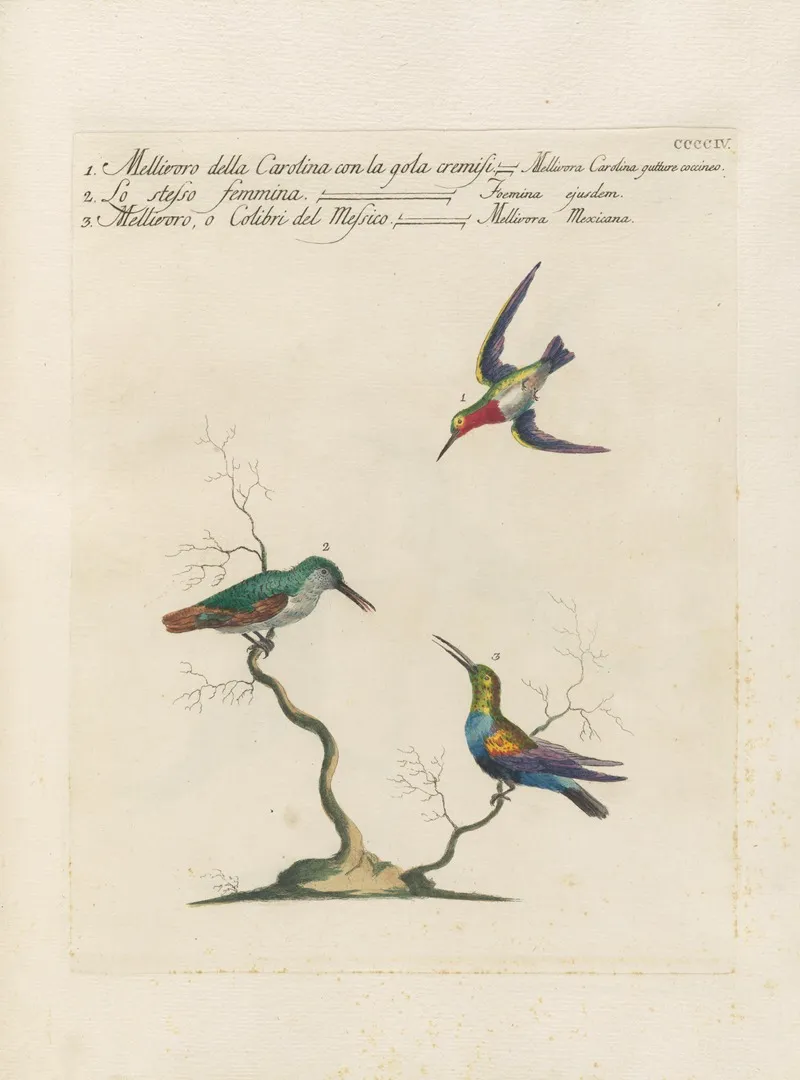 Ornithologia Methodice Digesta Pl 386 Wall Art by Saverio Manetti - High-Resolution Digital Print