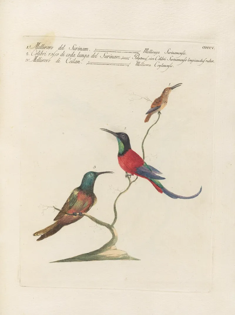 Ornithologia Methodice Digesta Pl 387 Wall Art by Saverio Manetti - High-Resolution Digital Print