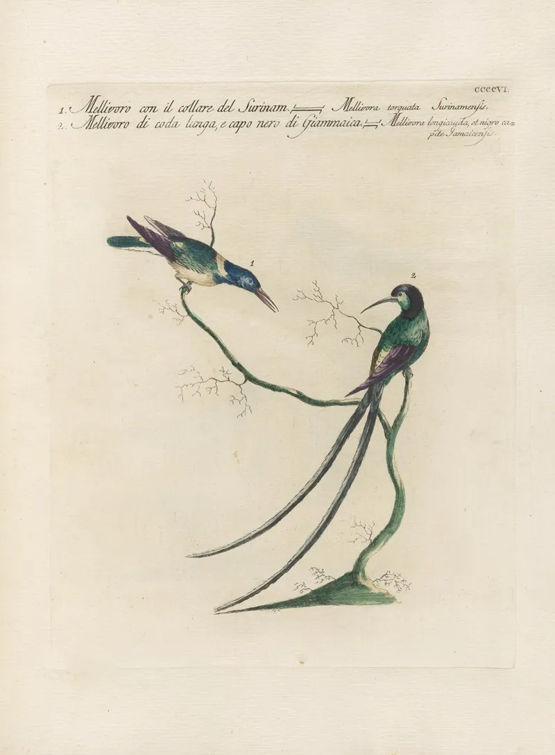 Ornithologia Methodice Digesta Pl 388 Wall Art by Saverio Manetti - High-Resolution Digital Print