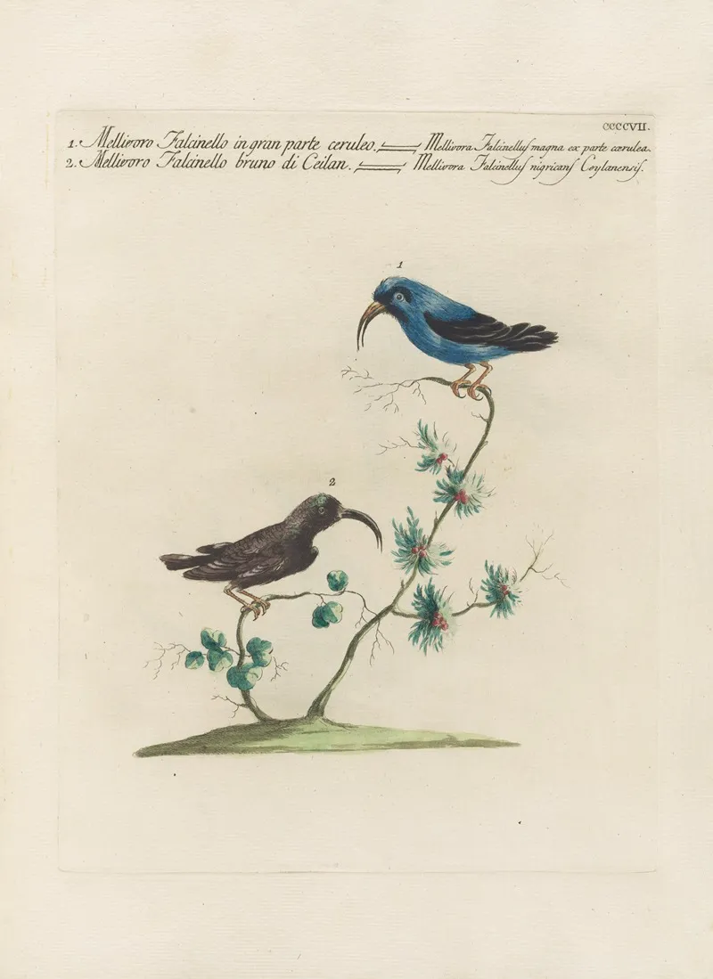 Ornithologia Methodice Digesta Pl 389 Wall Art by Saverio Manetti - High-Resolution Digital Print