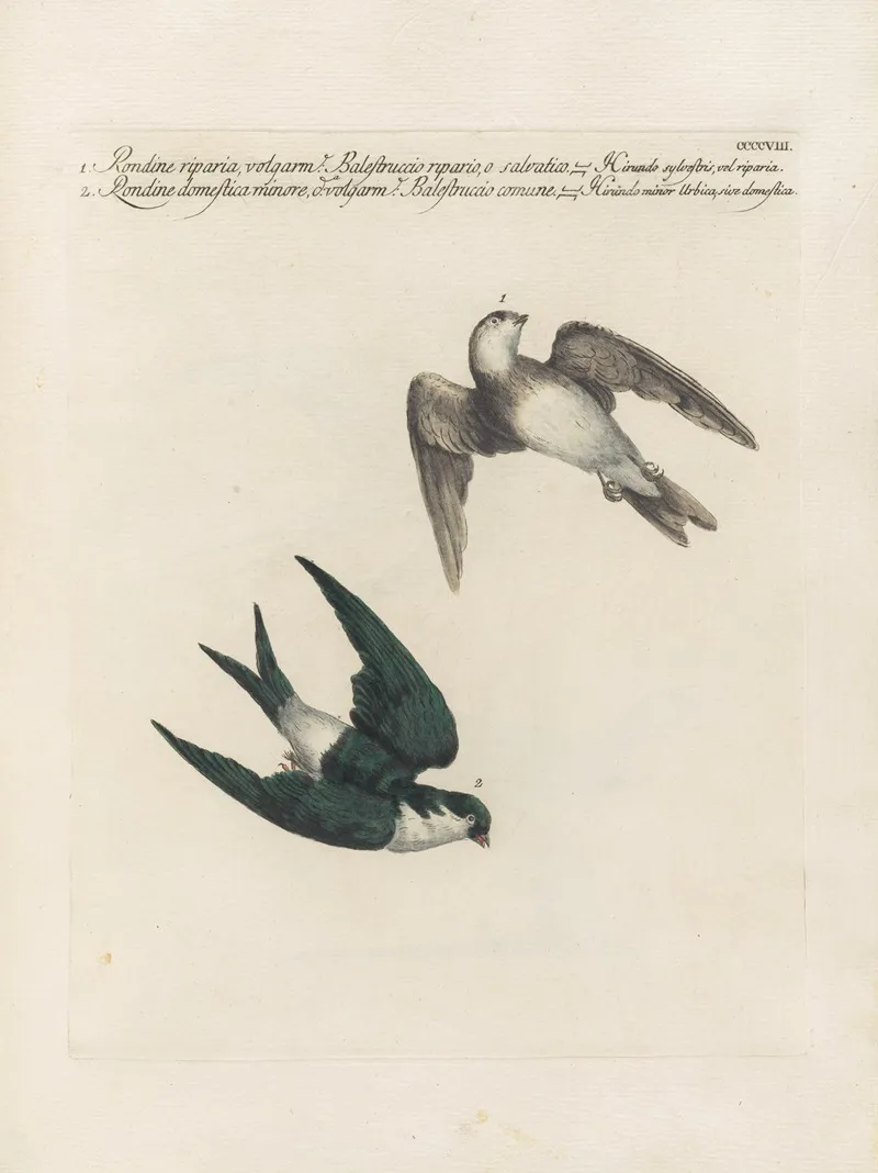 Ornithologia Methodice Digesta Pl 390 Wall Art by Saverio Manetti - High-Resolution Digital Print