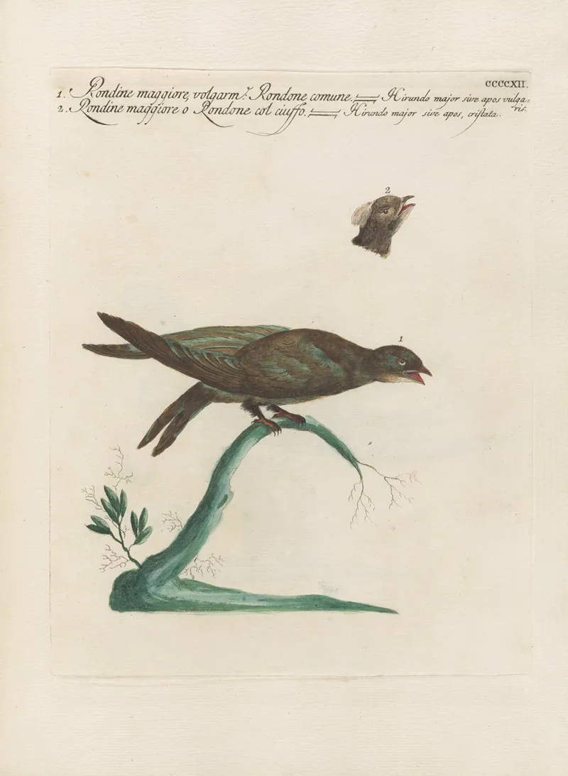 Ornithologia Methodice Digesta Pl 394 Wall Art by Saverio Manetti - High-Resolution Digital Print